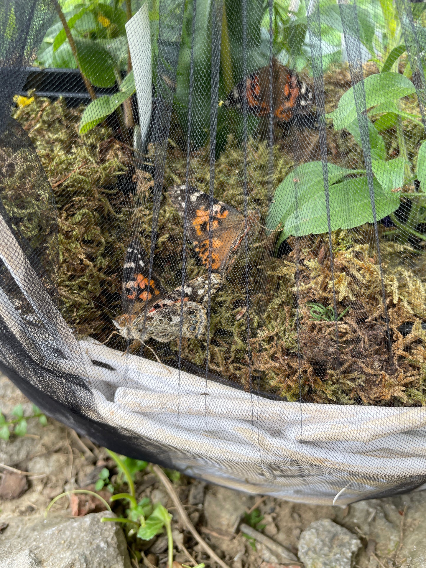 Mother's Day Butterfly Basket with Potted Plants $89.99-$229.99
