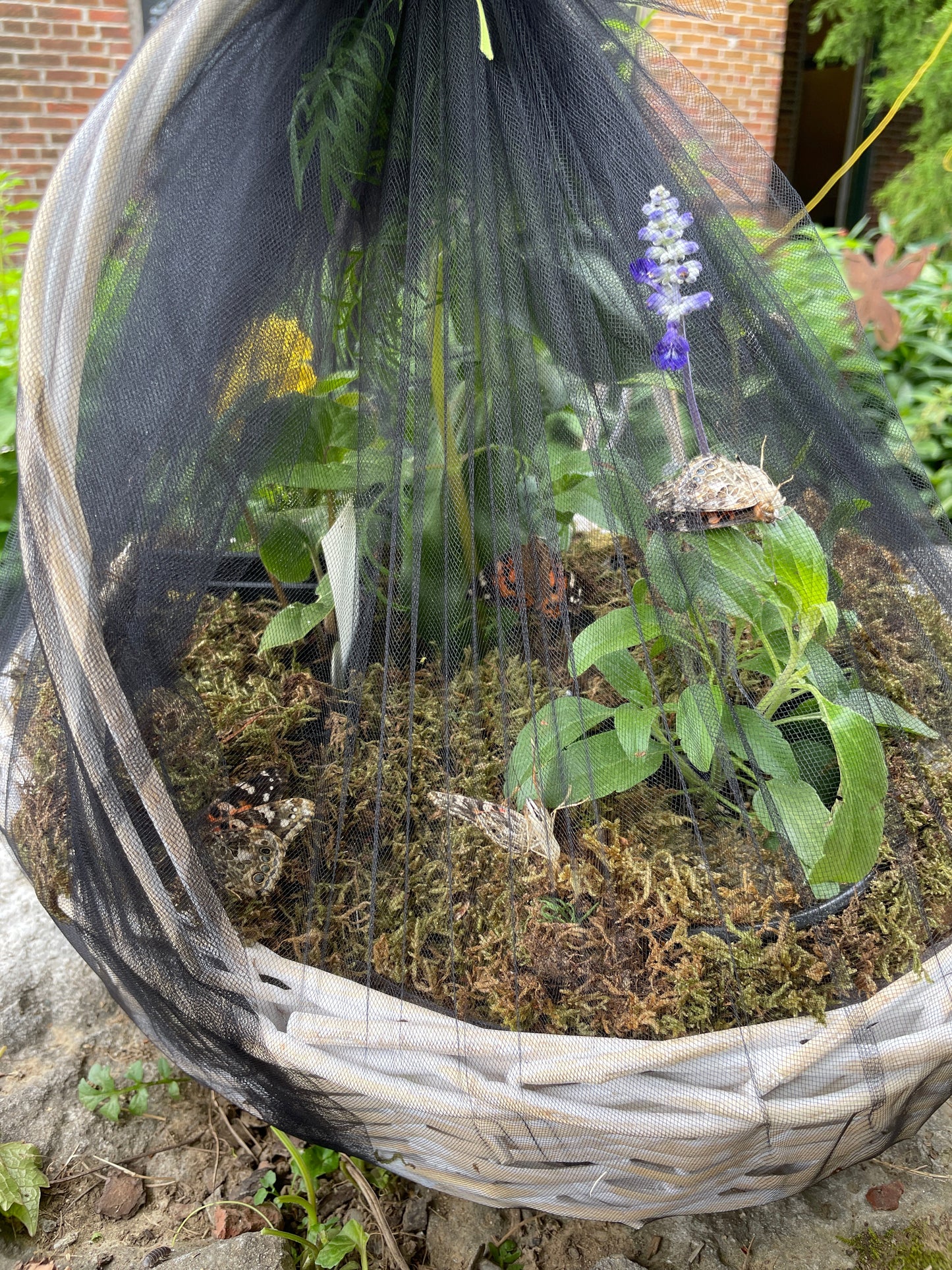 Mother's Day Butterfly Basket with Potted Plants -PRE ORDER REQUIRED