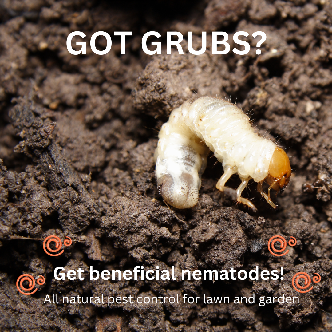 Beneficial Nematodes