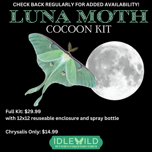 Luna Moth Cocoon Kit - Pre-order for pick up Thursday-Saturday 12-4PM