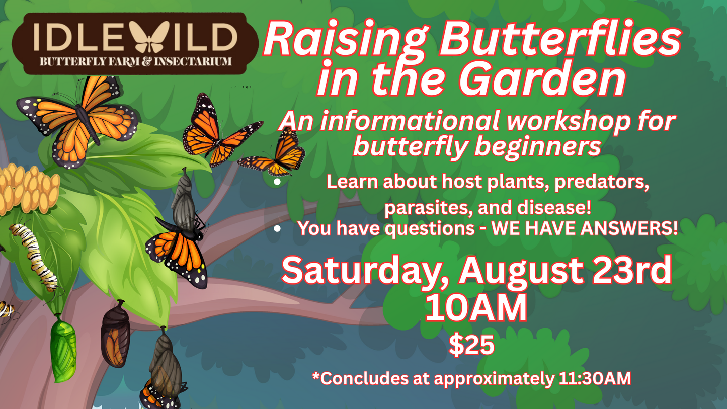 Raising Butterflies in the Garden - An informational workshop for butterfly beginners