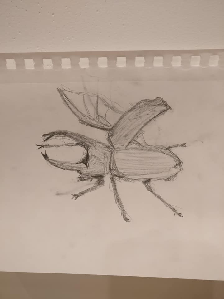 Live Insect Illustration with Damon Thompson