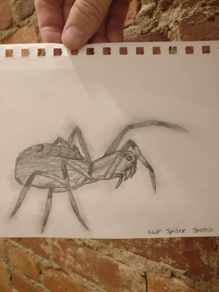 Live Insect Illustration with Damon Thompson