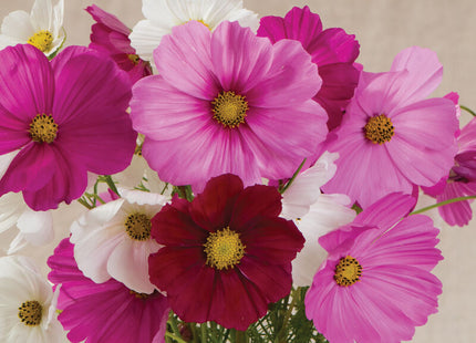 Sensation Mix Cosmos: 4" Potted Pre-order