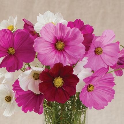 Sensation Mix Cosmos: 4" Potted Pre-order