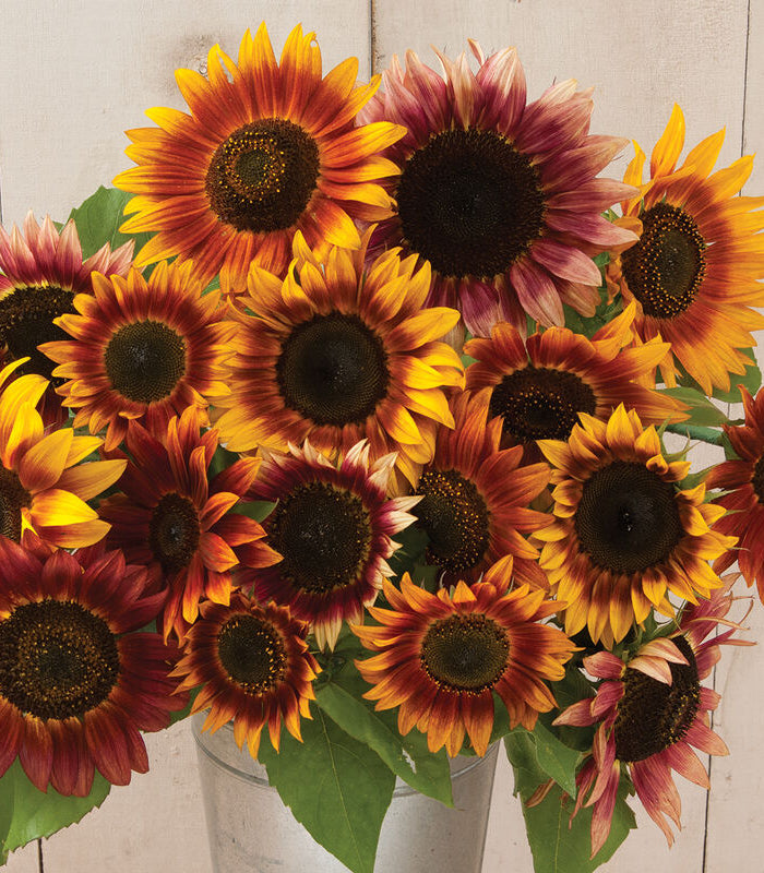 <h1><strong>Flowers & Herbs</strong></h1>