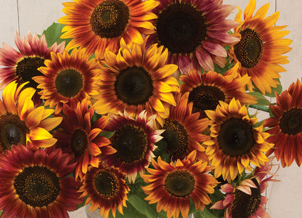 Autumn Beauty Sunflower: 4" Potted Pre-order