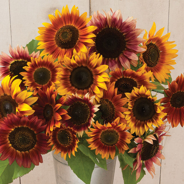 Autumn Beauty Sunflower: 4" Potted Pre-order