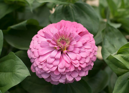 Bright Pink Zinnia: 4" Potted Pre-order