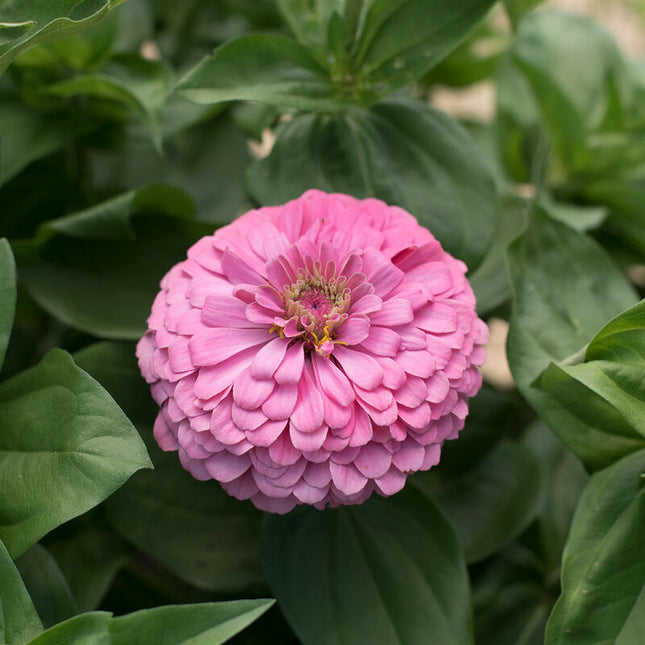 Benary’s Giant Bright Pink Zinnia: 4" Potted Pre-order