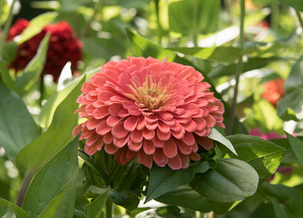 Benary’s Giant Salmon Rose Zinnia: 4" Potted Pre-order