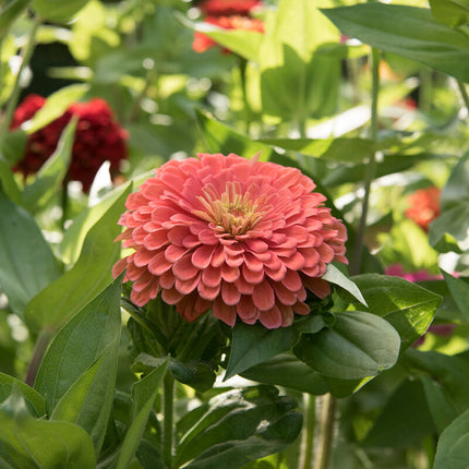 Benary’s Giant Salmon Rose Zinnia: 4" Potted Pre-order
