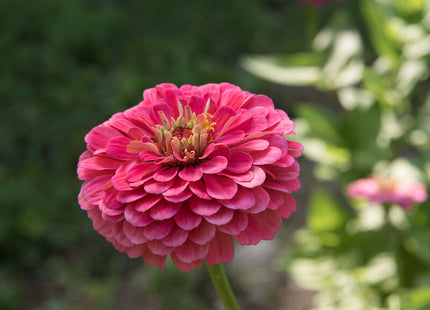 Carmine Rose Zinnia: 4" Potted Pre-order
