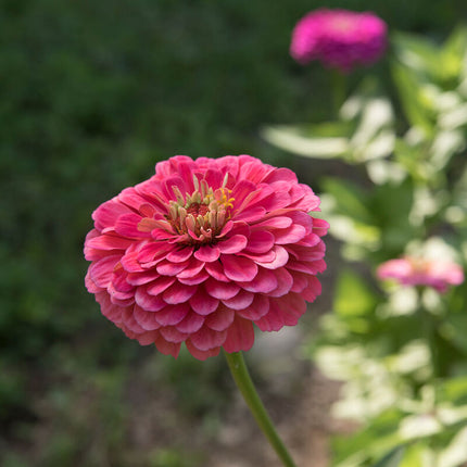 Carmine Rose Zinnia: 4" Potted Pre-order