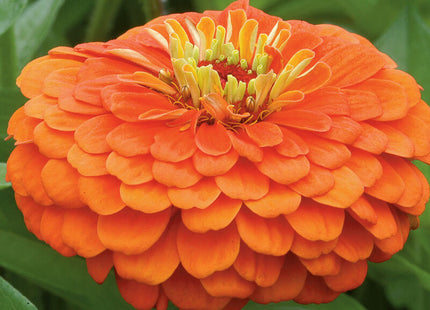 Orange Zinnia: 4" Potted Pre-order