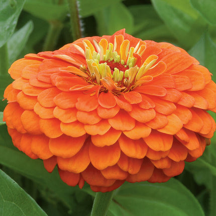 Orange Zinnia: 4" Potted Pre-order