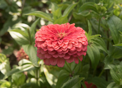 Coral Zinnia: 4" Potted Pre-order