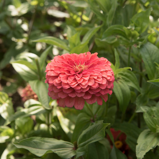 Benary’s Giant Coral Zinnia: 4" Potted Pre-order