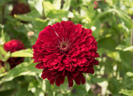 Deep Red Zinnia: 4" Potted Pre-order