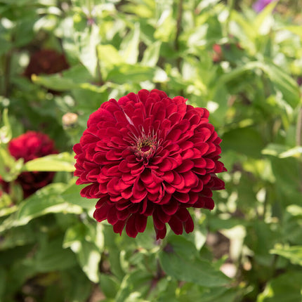 Deep Red Zinnia: 4" Potted Pre-order