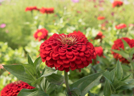 Scarlet Zinnia: 4" Potted Pre-order