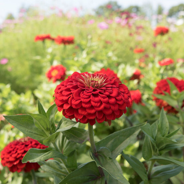 Benary’s Giant Scarlet Zinnia: 4" Potted Pre-order