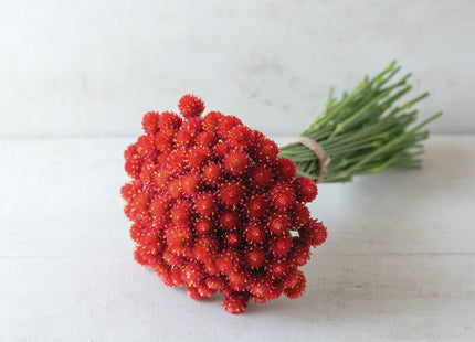 Strawberry Fields Gomphrena: 4" Potted Pre-order