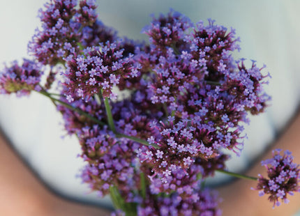 Verbena Bonariensis Flower: 4" Potted Pre-order