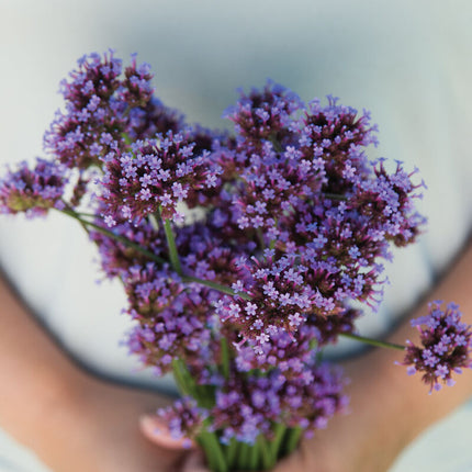 Verbena Bonariensis Flower: 4" Potted Pre-order