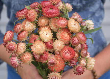 Apricot/Peach Strawflower: 4" Potted Pre-order