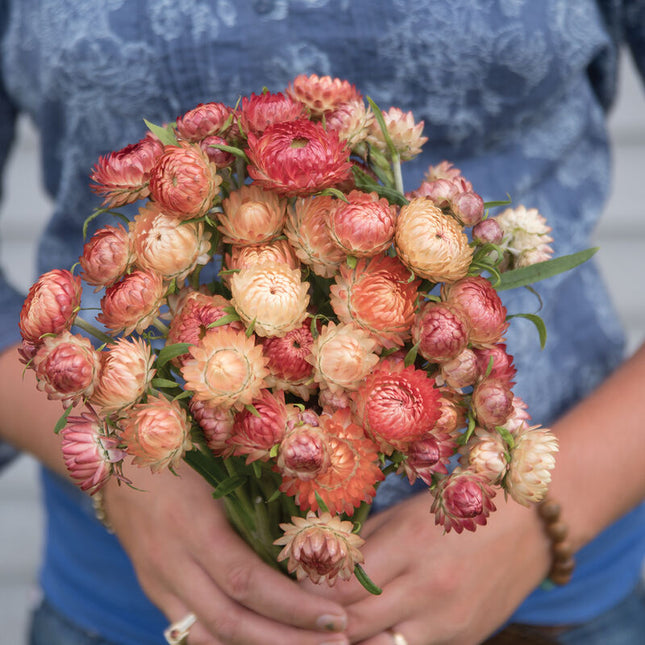 Apricot/Peach Strawflower: 4" Potted Pre-order