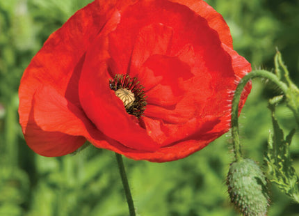 Corn Poppy Flower: 4" Potted Pre-order