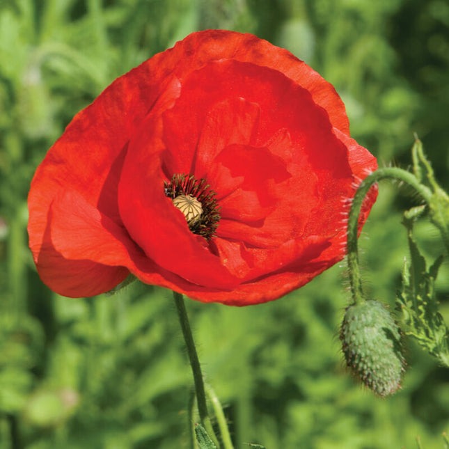 Corn Poppy Flower: 4" Potted Pre-order
