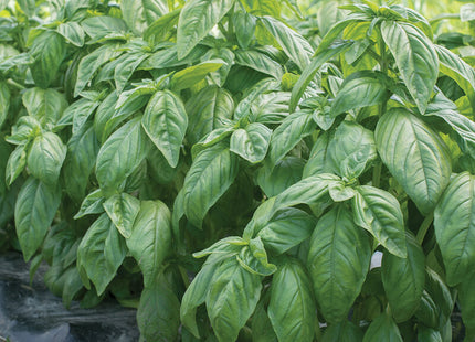 Genovese Compact Basil: 4" Potted Pre-order
