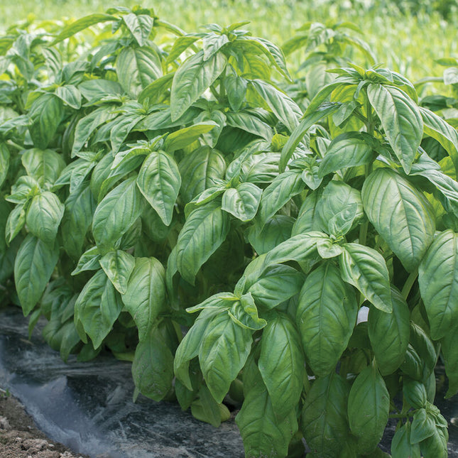 Genovese Compact Basil: 4" Potted Pre-order
