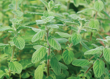 Zaatar Organic Sweet Marjoram (Fancy Oregano): 4" Potted Pre-order