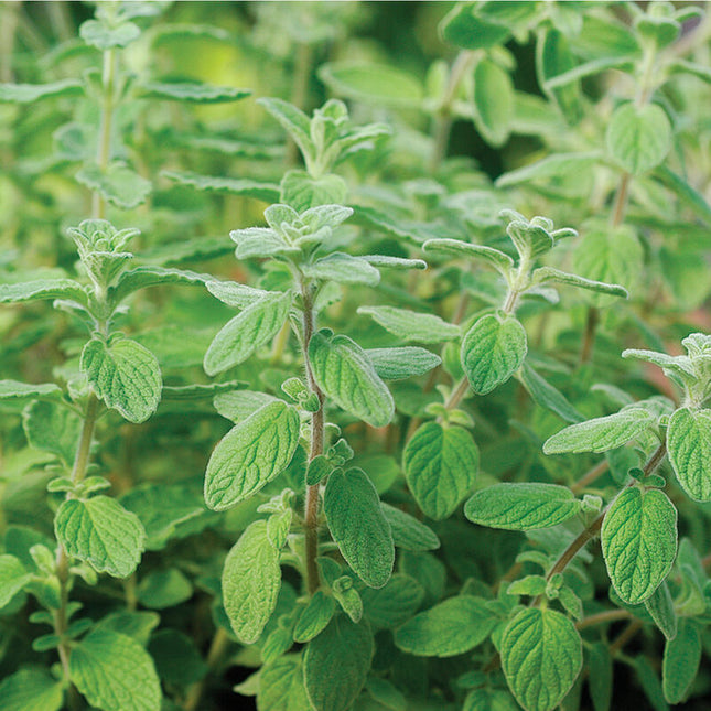 Zaatar Organic Sweet Marjoram (Fancy Oregano): 4" Potted Pre-order