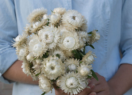 Vintage White Strawflower: 4" Potted Pre-order