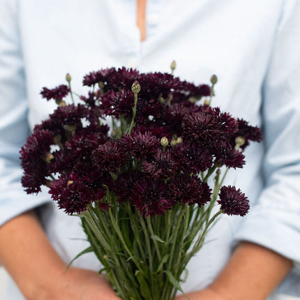 Black Button Centaurea: 4" Potted Pre-order