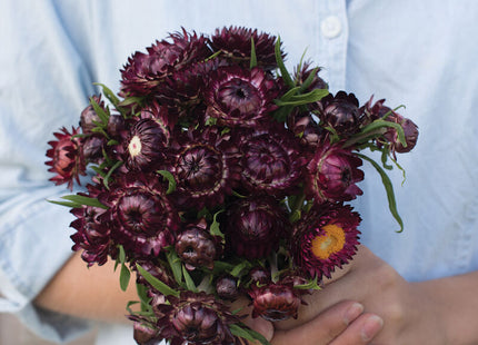 Purple Red Strawflower: 4" Potted Pre-order