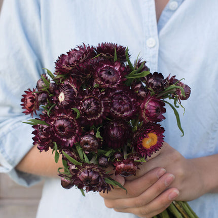 Purple Red Strawflower: 4" Potted Pre-order