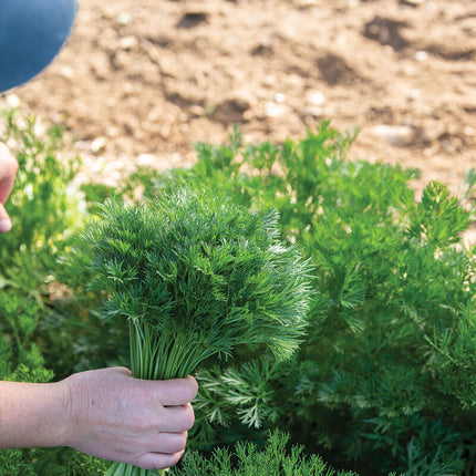 Menuette Parsley: 4" Potted Pre-order