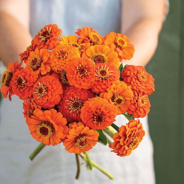 Queeny Pure Orange Zinnia: 4" Potted Pre-order
