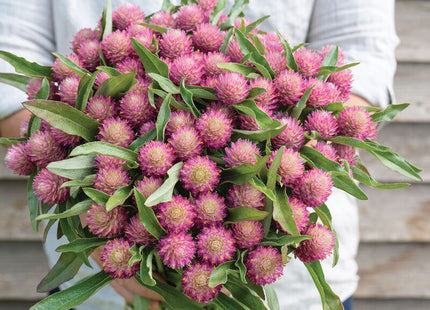 Sequin Gomphrena: 4" potted Pre-order