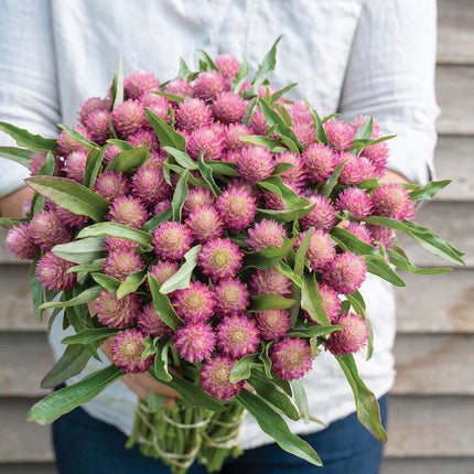 Sequin Gomphrena: 4" potted Pre-order
