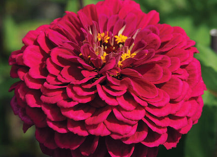 Wine Zinnia: 4" Potted Pre-order