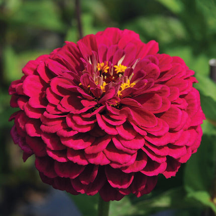 Wine Zinnia: 4" Potted Pre-order