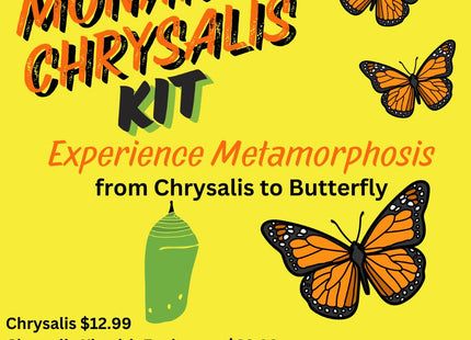 Monarch Chrysalis Kit
