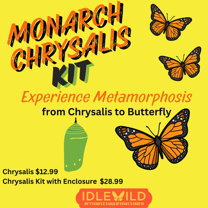 Monarch Chrysalis Kit