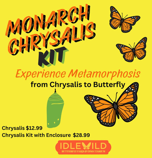 Monarch Chrysalis Kit - Pre-order for pick-up Thursday-Saturday 12-4PM
